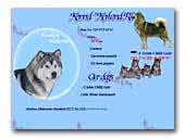 Alaskan Malamutes and Basenji Kennel Korland Rein