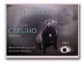 Pug della Perla Nera Kennel