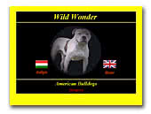 Wild Wonder American Bulldogs