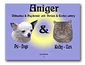 Chihuahuas and Pugs kennel Aniger