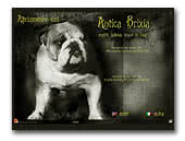English Bulldog Kennel Antica Brixia
