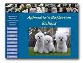 Bichon Frise Aphrodite's Reflection Kennel