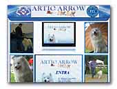 Allevamento Samoiedo Artic Arrow