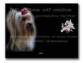 A slice of cake Yorkshire Terriers