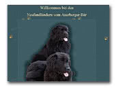 Neufundländern vom Auerberger-Bär