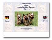 Australian Silky Terrier von Eigen-Brodt