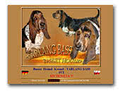  Basset Hound  Tarlang Bass Kennel FCI