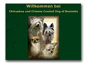 Chihuahua & Chinese Crested Dog of Beminita
