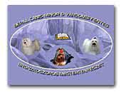 Berill Canis Minor Bichon Havanais Kennel