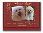 Aska Bears Bichon Frise