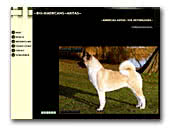 Big American Akitas
