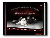 Labrador Retrievers Blackrock Siscia