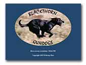 Blackthorn Gundogs Labrador Retrievers