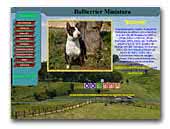Bochon Miniature Bullterrier
