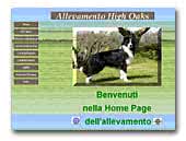 Allevamento Border Collie High oaks