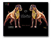 Boxers von Steinmain