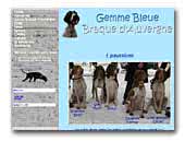 Gemme Bleue Braque d'Auvergne