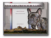 French Bulldogs Brocaris