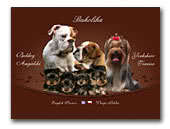 English Bulldogs Bukolika