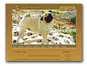 English Bulldog Canine Paradise