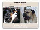 Les Cavaliers de Strass Kennel