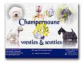 Champernoune Breeder