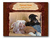 Charmed House Chinese Crested Dog