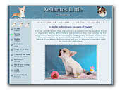 Chihuahuas Xeliantos Little