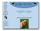English Cocker Spaniel kennel Ság-hegyi Zafír