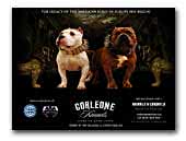 Mastino Napoletano Corleone Kennels