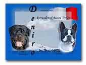 Deniro Rottweilers & Boston Terriers