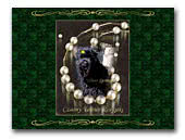 Russian Black Teriers Kennel Silver Spring