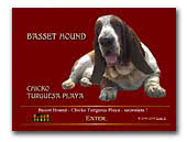  Basset Hound  Chicko Turguesa Playa