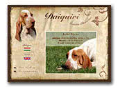 Daiquiri Bracco Italiano Kennels