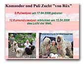 Komondor und Puli Zucht von Rüx