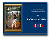 Bouledogue Français de l'Ordre du Phénix