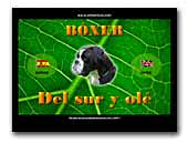 Del sur y olé Boxer kennel