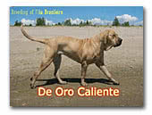kennel De Oro Caliente