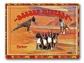 Desert Mistery Boxer Kennels