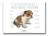 Desirebull bulldog ingles
