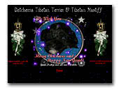 Detchema Tibetan Terriers and Tibetan Mastiffs
