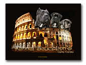 Cane Corso Deucalion's