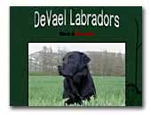 Labrador puppy training 7 weeks