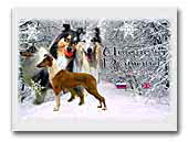 Rough and Smooth Collie Unique's Diamond