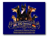 d'IQ kennel Dobermann & Miniature Pinscher