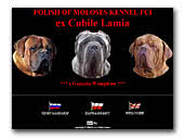Mastino Napoletano ex Cubile Lamia FCI Kennel