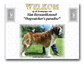 saint bernardkennel Dogwatcher's paradise