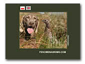 Weimaraners Fenomena