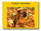 Griffons Fiësta's Paradise