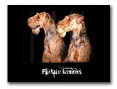 Airedale Terrier & Schnauzer Miniature   Fildale kennel